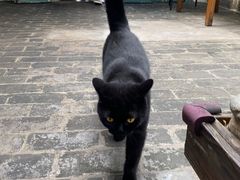 -喵屿·大理花园猫咖