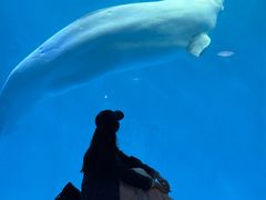 -海合安成都极地海洋公园