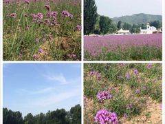 iphone_upload_pic-紫海香堤香草艺术庄园