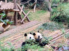 景点-成都大熊猫繁育研究基地