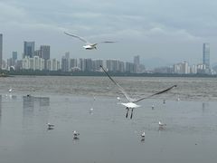 -深圳湾公园(南山区)