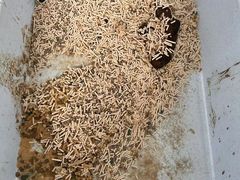 -嘉馨宠物医院·CT影像转诊·心脏科·犬猫全科诊疗中心(下沙大学城院区)