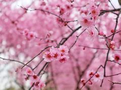 -白塘生态植物园