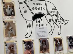 -有喵·猫咖·狗咖·30几只猫10只小狗(岗厦店)