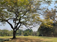 -中国科学院西双版纳热带植物园