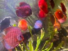 -上海海洋水族馆