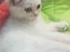 -龟与熊猫宠物公园(南坪店)