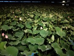 -羊亭河湿地公园