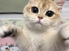 -lincat·猫舍(广州店)