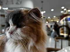 -喵园·猫主题咖啡厅·撸猫·猫咖(国贸店)