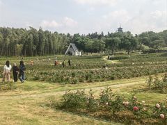 -宜兴龙背山森林公园