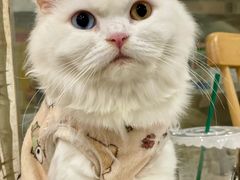 -楼上猫咖(罗湖店)