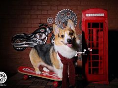 -超宠爱宠物摄影-Super pet