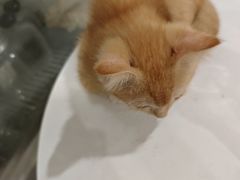 -楼上猫咖(罗湖店)
