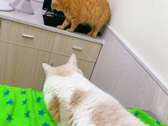 -凯特喵百思猫专科医院
