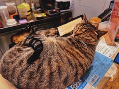 -猫的天空之城概念书店(杭州南宋御街店)