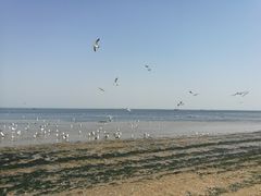 -宾朋海鲜美食特色餐厅·纯手工鲅鱼水饺(兴海路店)