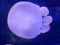 -芜湖新华联大白鲸海洋公园