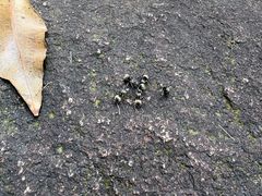 -火炉山森林公园