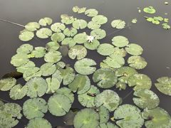 -南普陀素菜馆