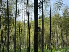 -潜山国家森林公园