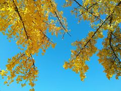 -三里屯东五街银杏大道