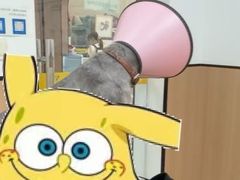 -米苏动物医院·犬猫专科·骨科外科内窥镜