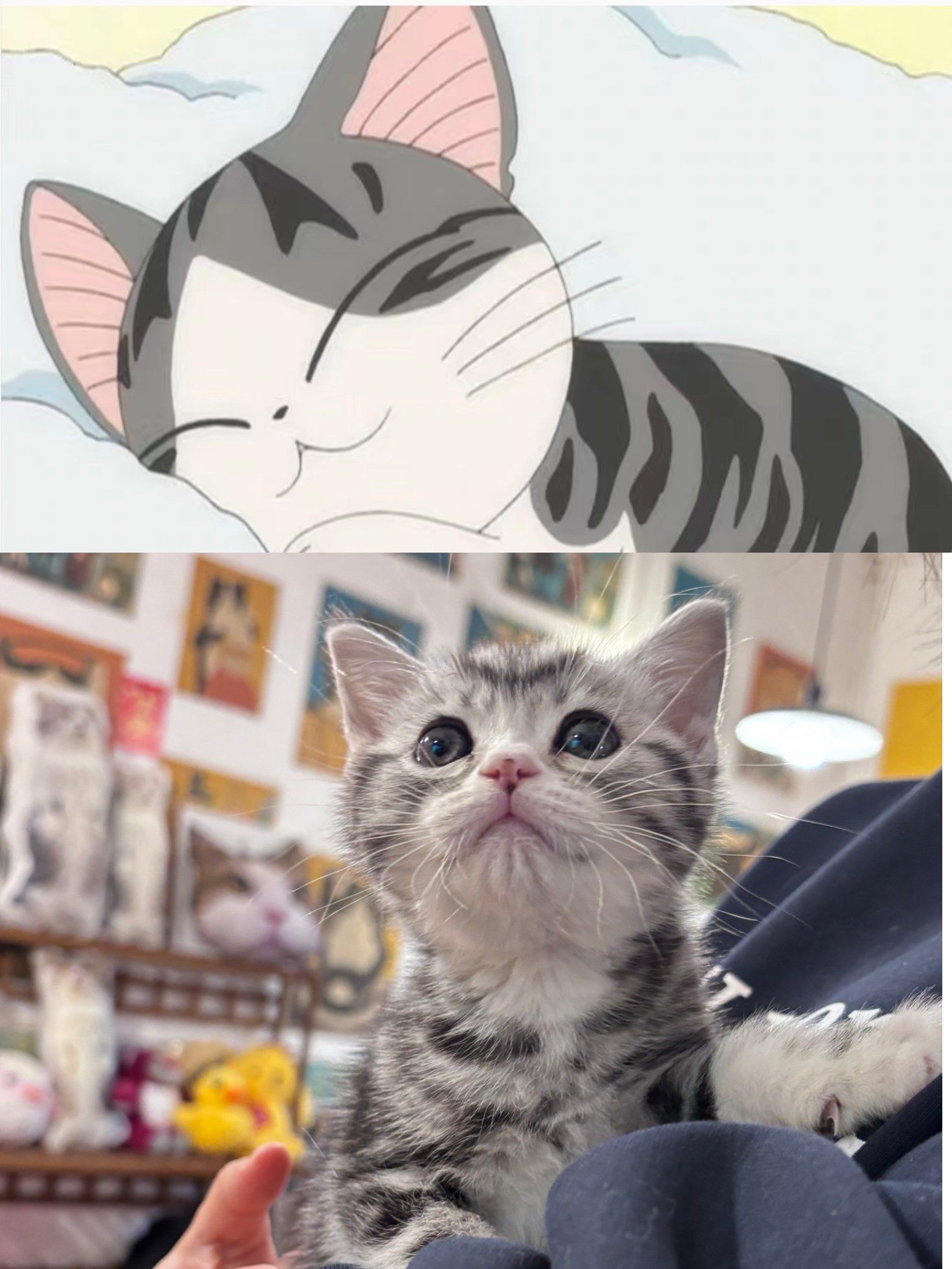 在珠海买到了我的甜甜私房猫