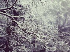 -铁山坪森林公园