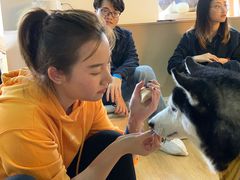 -Husky Go! 哈士奇体验馆·宠物咖啡厅狗咖