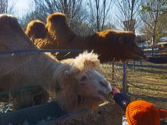 -长白岛森林公园