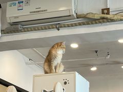 -有喵·猫咖·狗咖·30几只猫10只小狗(岗厦店)