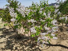 -永定河休闲森林公园