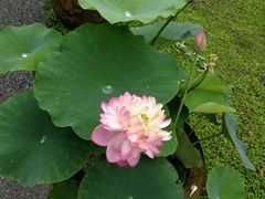 -荷塘月色湿地公园·向阳花洲