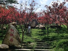 -广州市帽峰山景区