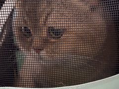 -瑞派福兴宠物医院犬猫全科·骨科·中西医结合(河东店)