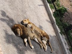 -大连森林动物园