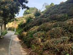 -西湖风景区十里琅珰-五云山