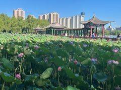 -莲花池公园