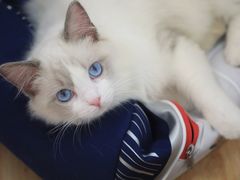 -momokira米努特·德文卷毛猫·棉花面纱犬