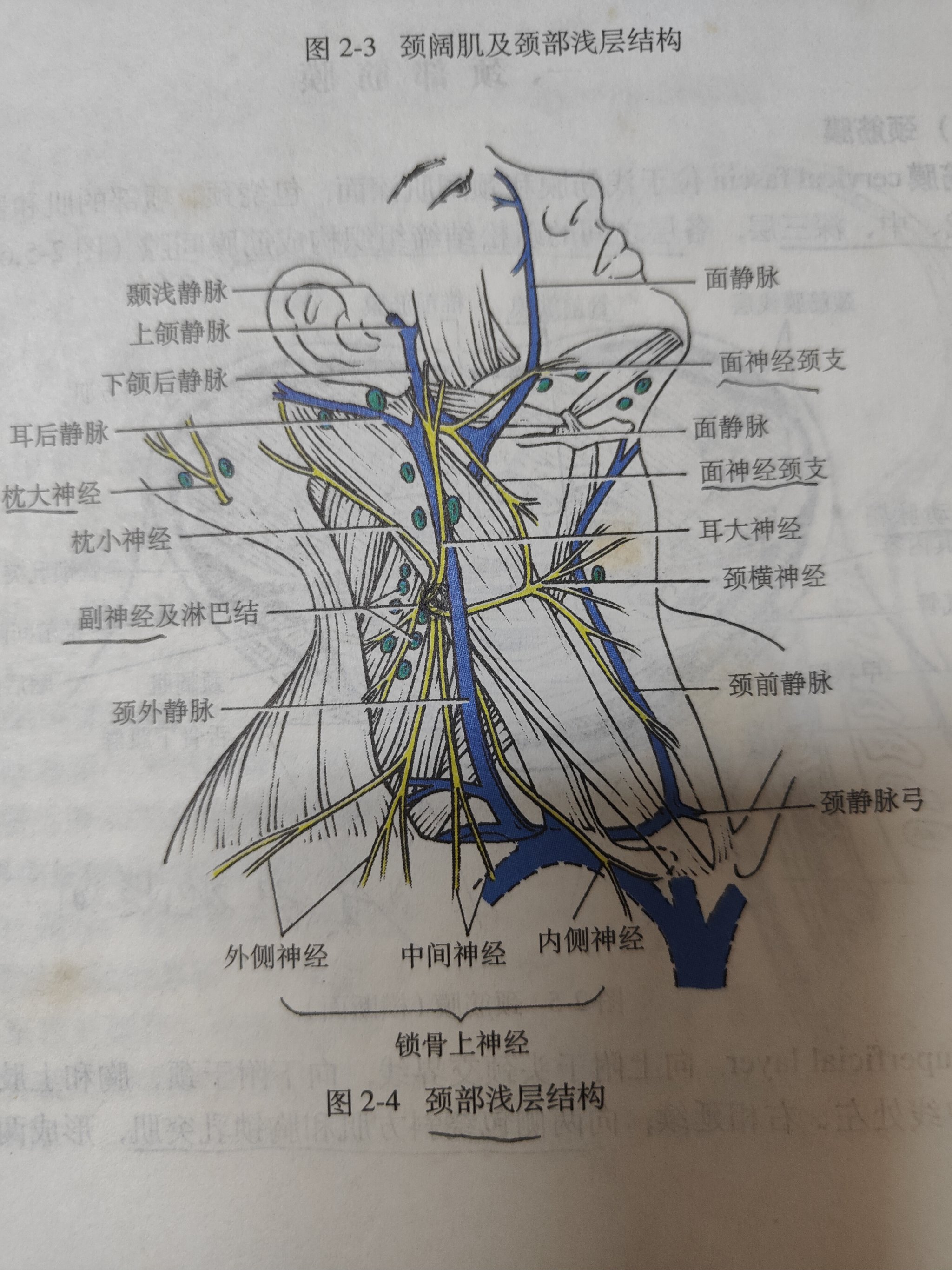 车筋是哪个部位图解图片