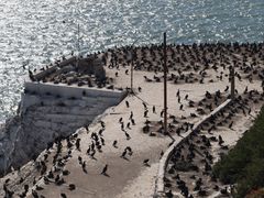 -阿尔卡特拉斯岛