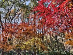 -上海共青森林公园