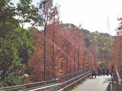 -梅峰山地公园