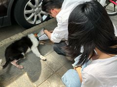 -中国农业大学动物医院