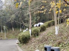 -都江堰中华大熊猫苑