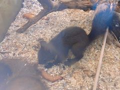 -怪兽屋·羊驼·猫咖·狗咖(俊华广场店)