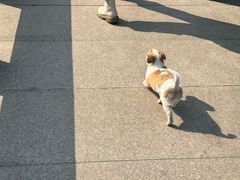 -四月宠物医院·猫专科·心脏专科·内科(转塘店)