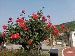 -龙寺生态园
