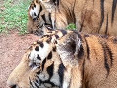 -深圳野生动物园